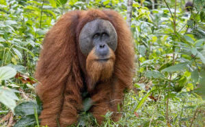 Orangutan, salah satu primata paling terancam (foto: New England Primates Conservation)