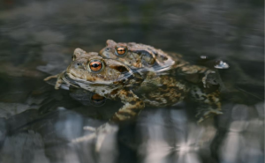 suhu Bumi terlalu tinggi untuk sebagian Amfibi (foto: unsplash.com/Radek Homola)