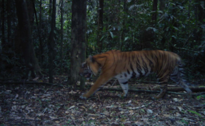 Konservasi harimau sumatra (Foto: Iding Haidir)