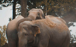 Empati gajah (foto: unsplash.com/Michel Stockman)