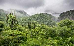 hutan tropis kering (foto: Nature and Cultural International)