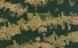 Hutan dunia semakin terfragmentasi (foto: Conservation Corridor)