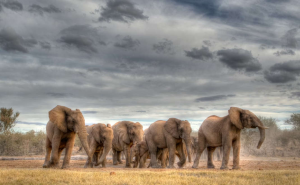 Satwa liar di ekosistem Afrika Sub-Sahara (foto: Unsplash.com)