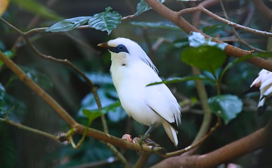 Curik bali, satwa endemik Pulau Bali (foto: pixabay.com/vinsky2002)