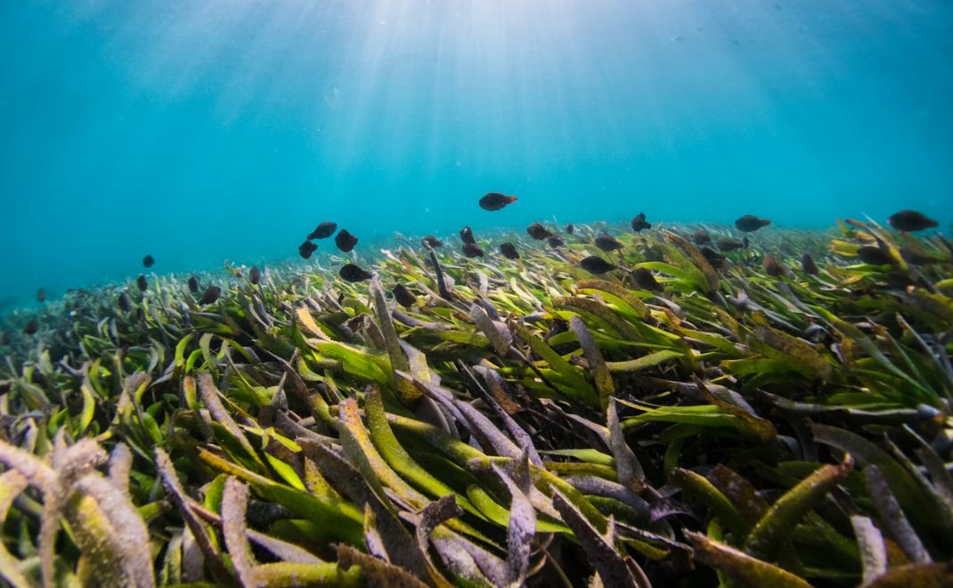 ekosistem padang lamun (foto: unsplash.com/Benjamin L. Jones)