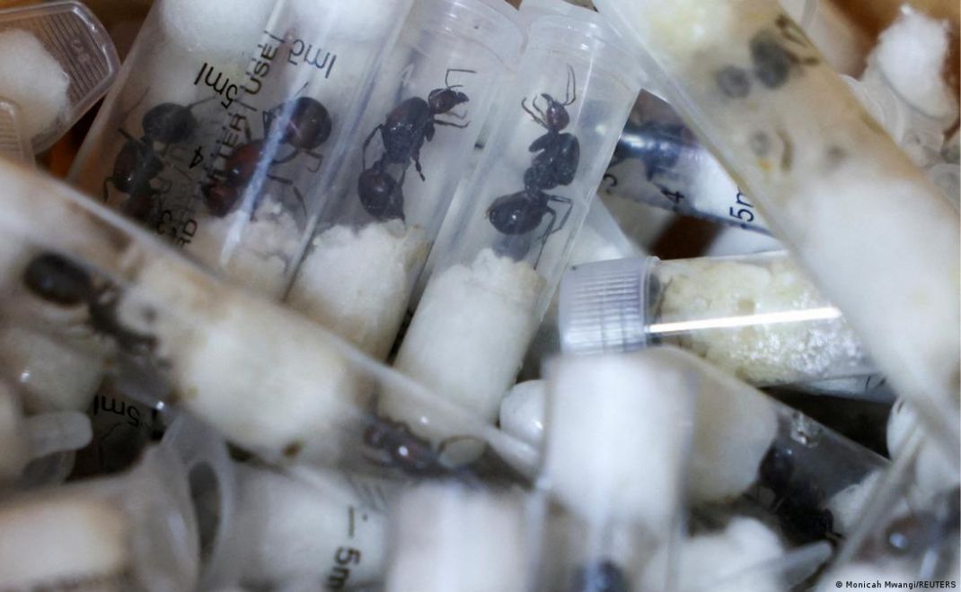 Perdagangan ilegal semut (foto: Reuters.com/Monicah Mwangi)