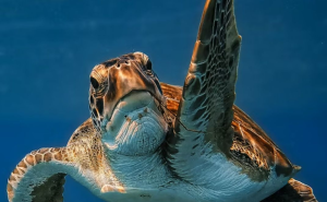 penyu hijau (foto: unsplash.com/Sercan Jenskin)