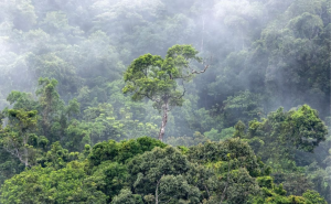 Hutan hujan tropis (foto: unsplash.com/David Clode)