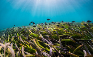 ekosistem padang lamun (foto: unsplash.com/Benjamin L. Jones)