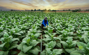 Deforestasi perkebunan tembakau
